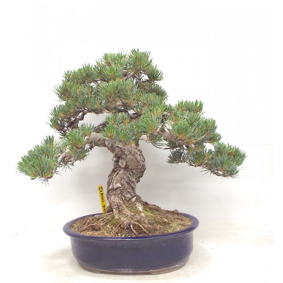 Quality White Pine "Miyajima " Quality White Pine "Miyajima "