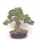 Quality White Pine "Miyajima " Quality White Pine "Miyajima "