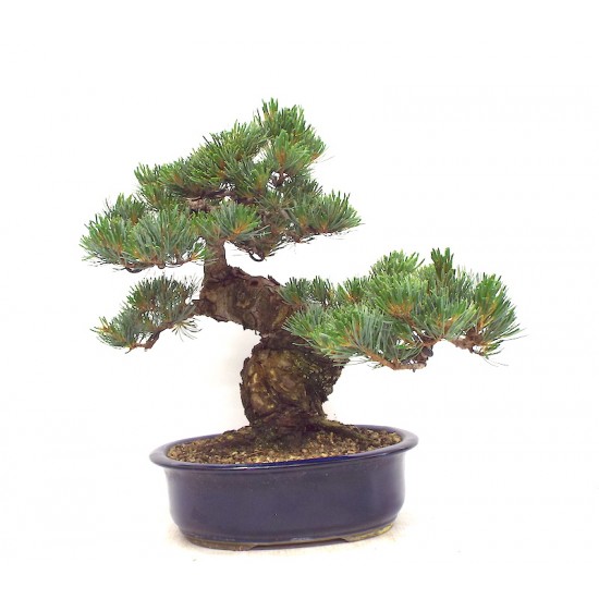 Quality White Pine "Miyajima " Quality White Pine "Miyajima "