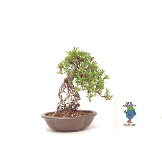 flowering bonsai