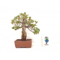 Exposed root