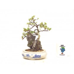 Azalea root on rock