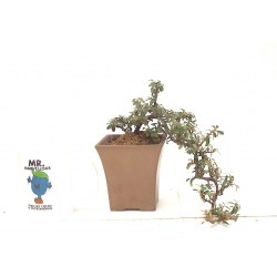 Cascade Cotoneaster