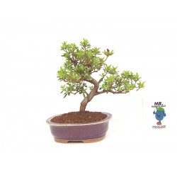 Azalea