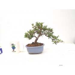 Azalea