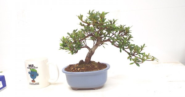 Azalea