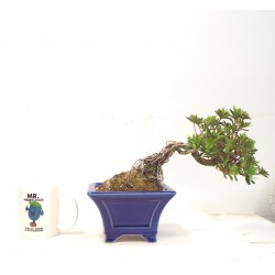 Azalea cascade