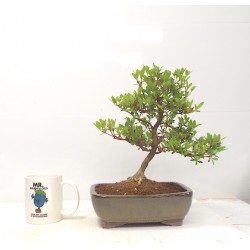 Azalea