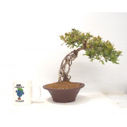 Exposed root Azalea 