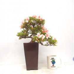 Cascade azalea " Nikko "