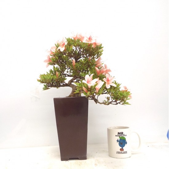 Cascade azalea " Nikko " Cascade azalea " Nikko "