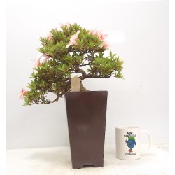 Cascade azalea " Nikko "