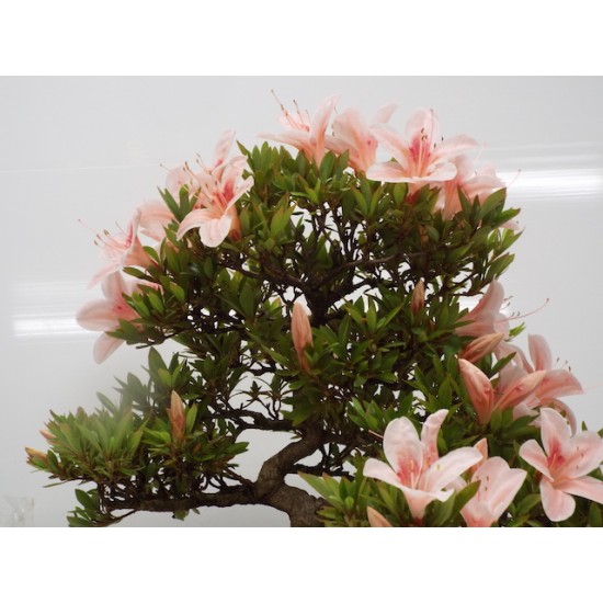 Cascade azalea " Nikko " Cascade azalea " Nikko "