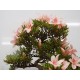 Cascade azalea " Nikko " Cascade azalea " Nikko "
