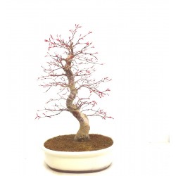 Specimen Deshojo maple