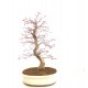 Specimen Deshojo maple
