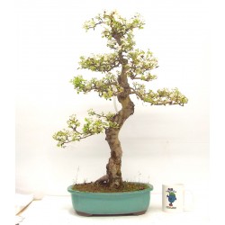 Hawthorn