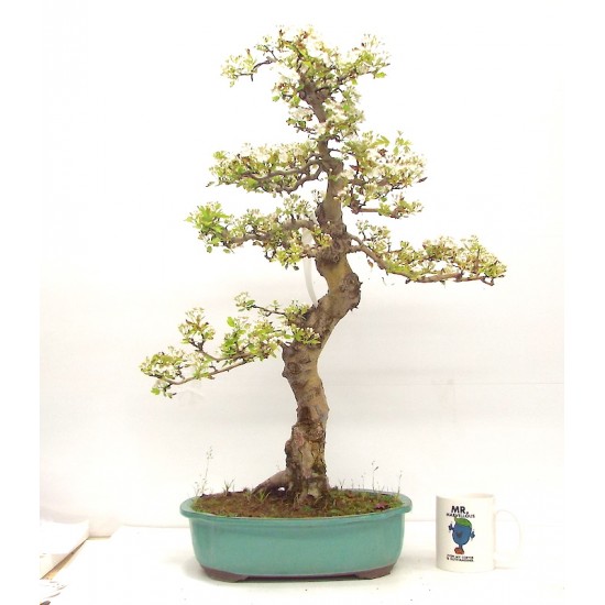 Hawthorn Hawthorn