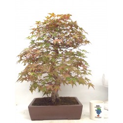 Specimen Deshojo maple
