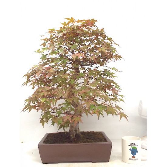 Specimen Deshojo maple