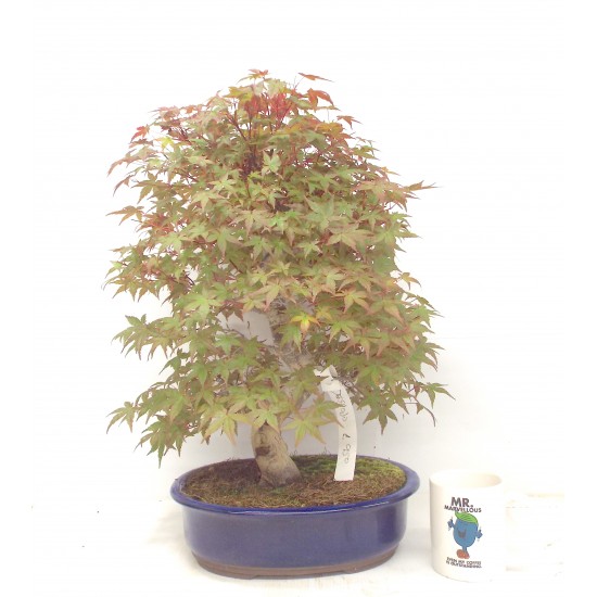 Deshojo maple