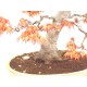 'Benichidori'