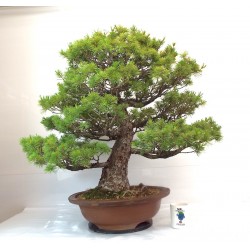 Large Specimen white pine