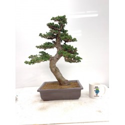 Large sekka hinoki