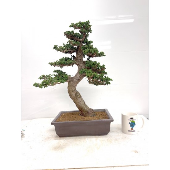 Large sekka hinoki Large sekka hinoki