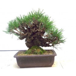 Corticosa black pine