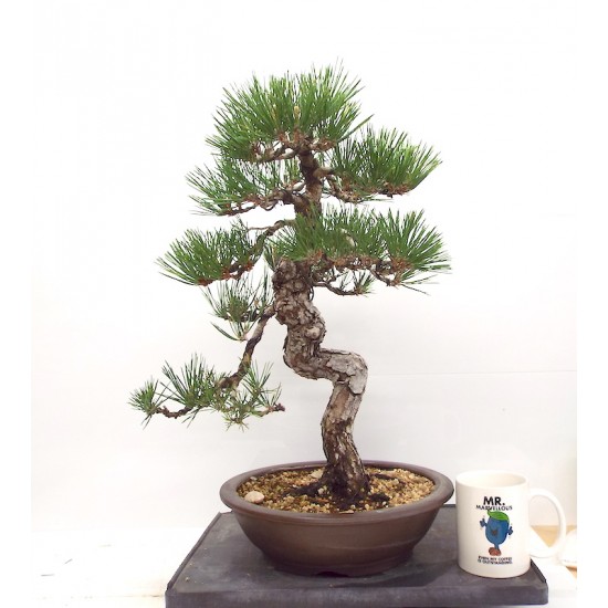 Black Pine Black Pine
