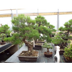 black pine