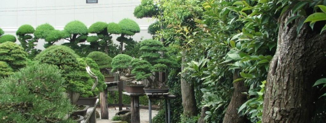Mr Kimura's Garden