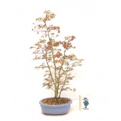 " Yuki Hime " Maple clump