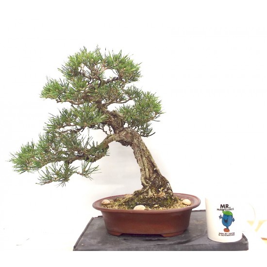 Black Pine Black Pine