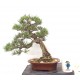 Black Pine Black Pine