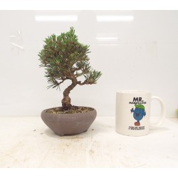 Black pine " kotobuki "