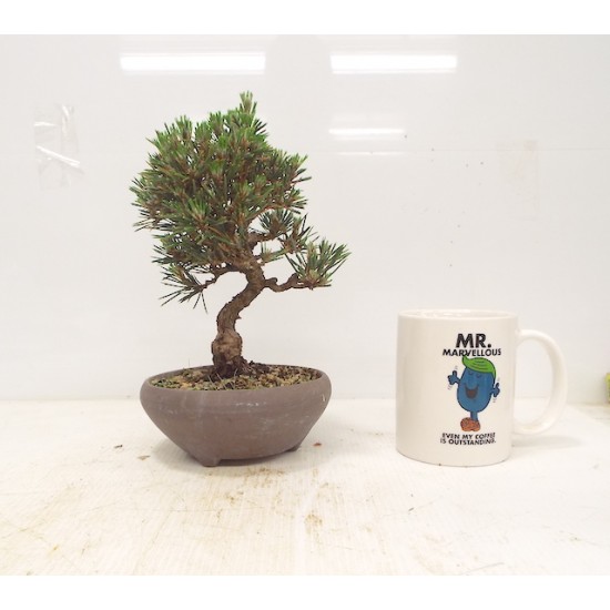 Black pine " kotobuki "