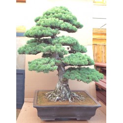 Specimen White Pine SOLD