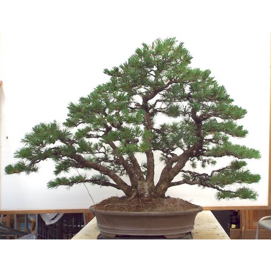 Specimen White Pine Clump Specimen White Pine Clump
