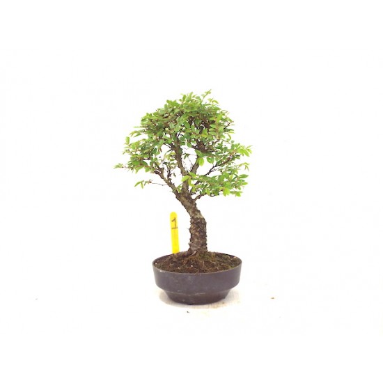 Corkbark elm