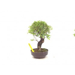 Corkbark elm