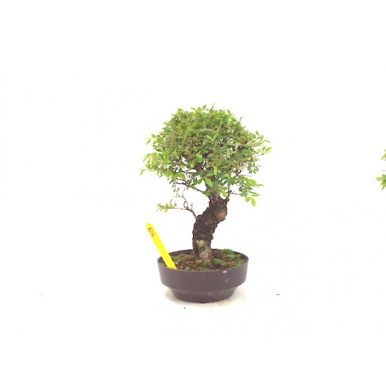 Corkbark elm Corkbark elm