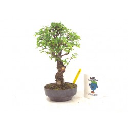 :Corkbark elm 