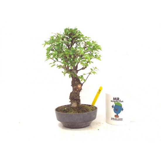 :Corkbark elm :Corkbark elm