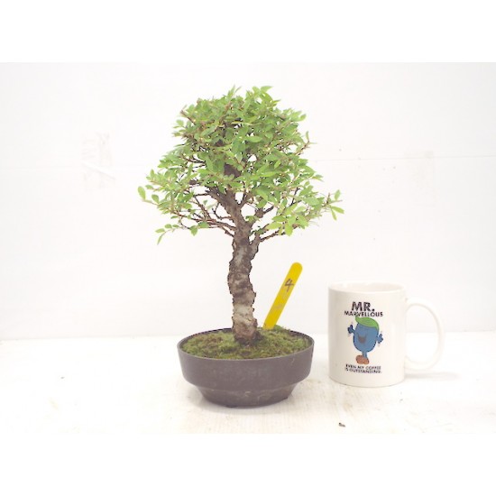,Corkbark elm 