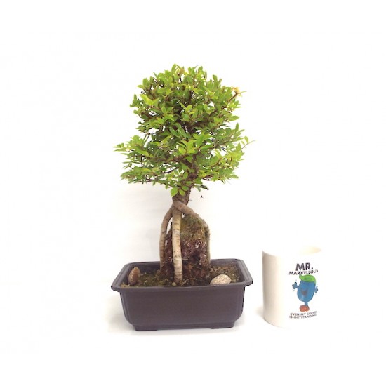 Corkbark Elm  on rock