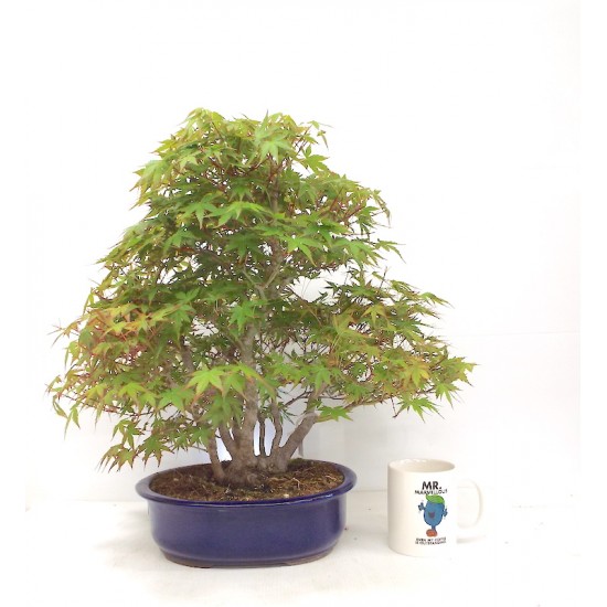 Specimen Mountain maple clump Specimen Mountain maple clump