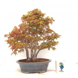 Specimen Mountain maple  clump
