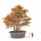 Specimen Mountain maple clump Specimen Mountain maple clump